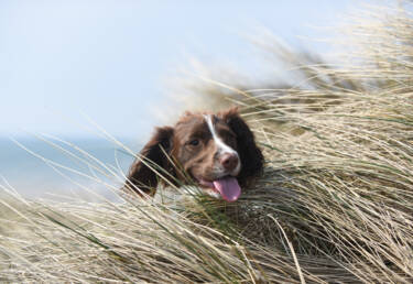 Magazine Create Your Light article Pet photography with landscape photographer Nigel Danson & his Springer Spaniel, Pebbles