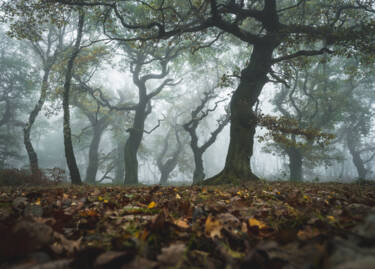 Nigel Danson assets for Nikon magazine