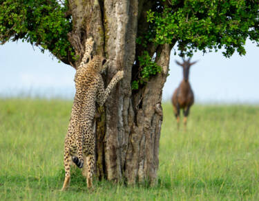 Nikon Comedy Wildlife Awards 2024
