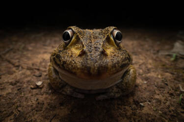 Nikon Comedy Wildlife Awards 2024