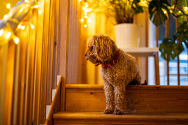 Nikon magazine - 50mm f/1.4 tried and tested 