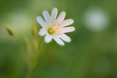 Nikon magazine - macro photography with spring flowers